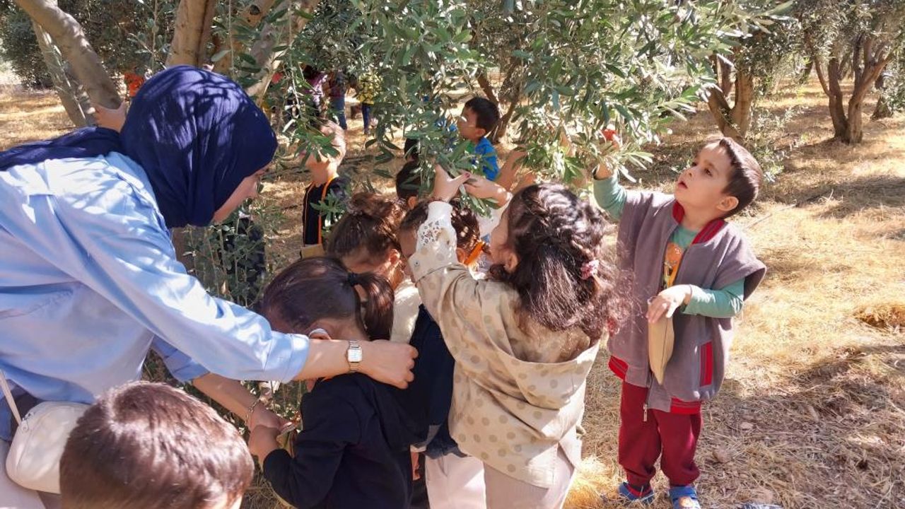 Öğrenciler, depremzedelere göndermek için zeytin topladı