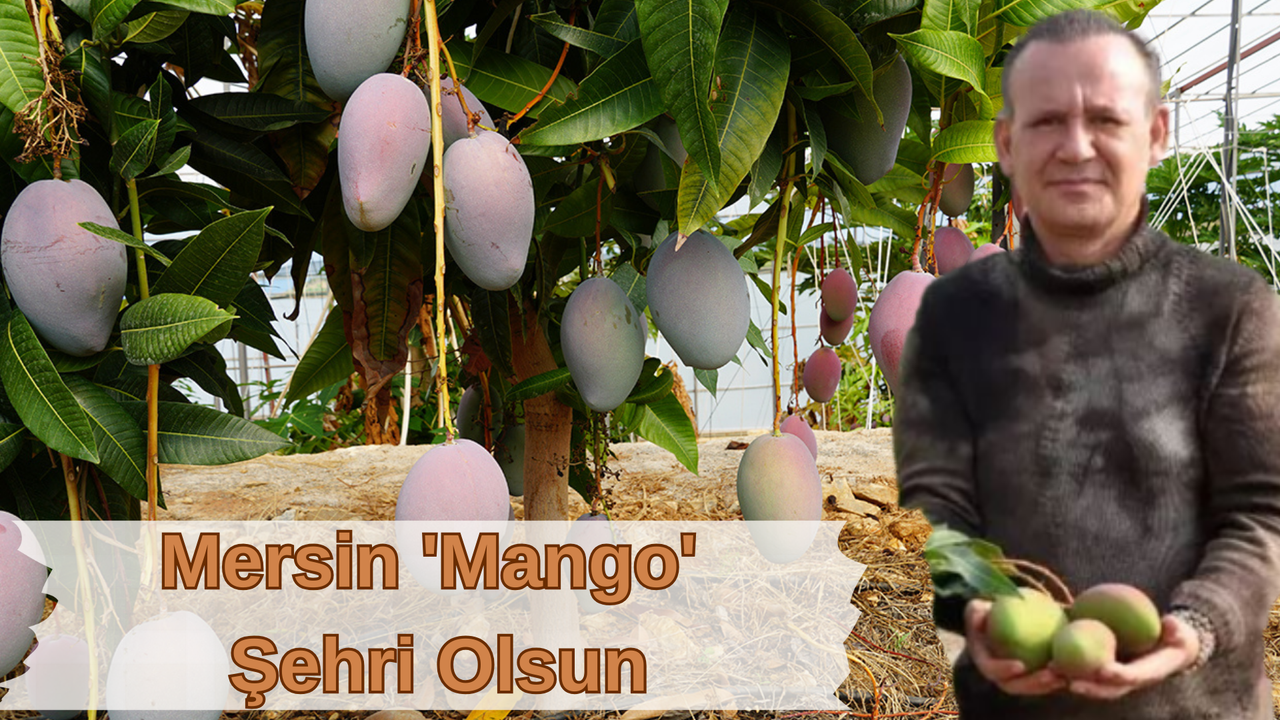 Mersin 'Mango' şehri olsun