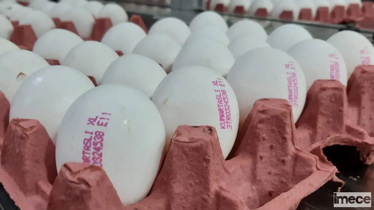 Yumurta Fiyatları Neden Yükseliyor?