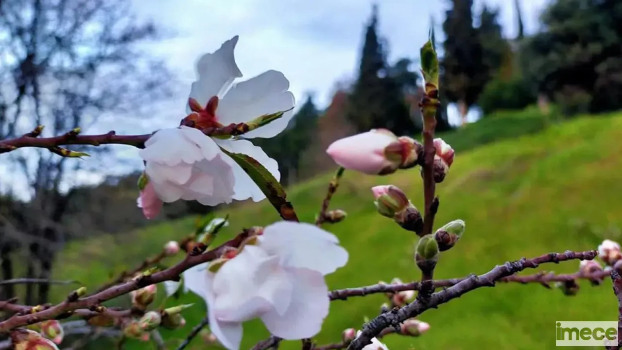 Doğu'da Kış, Batıda Bahar: Badem Ağaçları Çiçek Açtı