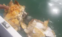 Mersin’de parçalanmış balık ve kaplumbağalar 