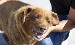 Dünyanın gelmiş geçmiş en yaşlı köpeği Bobi öldü