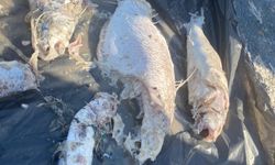 Liman Denizinde Balık Katliamı