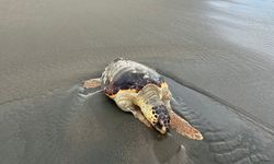 Samandağ Sahilinde Caretta Caretta sahile vurdu