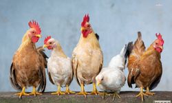 TÜİK açıkladı: Tavuk eti üretimi arttı