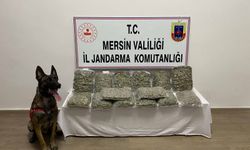 Mersin'de 14 kilo 200 gram skunk ele geçirildi