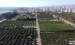Hasat başladı: Türkiye'nin portakal üretiminin yüzde 50'sini Doğu Akdeniz karşılıyor