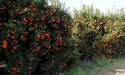 Adana'da Mandalina Yüz Güldürüyor