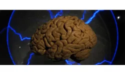 Araştırma: İnsan beyni niçin enerji canavarı?