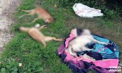 Mersin'de vahşet: Zehirlenen 10 köpek ölü bulundu!