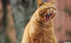 Hayvana Eziyet Suçu: Kediye 100 Avro Tazminat Verilecek