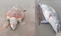 Ölü Caretta Caretta ve Yunus Kıyıya Vurdu