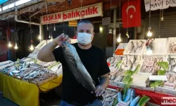 Mersin'in Zengin Denizi Balık Türleriyle Şenleniyor