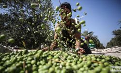Mersin'de Zeytin Üretimi: Bölgenin Yeşil Altını