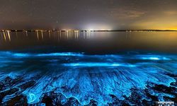 Denizlerde Mavi Işık Heyecanı: Biyolüminesans Mucizesi