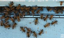 İklim Krizi Arıları 'Uyutmadı', Uzmanı Uyardı