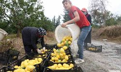 200 Bin Ton Rekolte Beklenen Limonda Çiftçiye Önemli Destek
