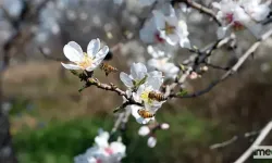 Cemre'nin Havaya Düşmesi: Baharın Müjdecisi