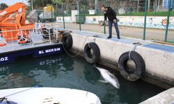 Mersin'de 2,5 Metre Boyunda Ölü Yunus Balığı Bulundu