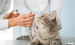 Kediler İçin Hayati Önem Taşıyan Aşılar