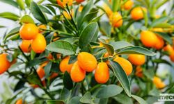 5 Soruda Kumquat Yetiştirme Rehberi: Evde Tropik Bir Dokunuş