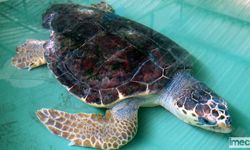 Caretta Carettalar İçin Gönüllü Aranıyor