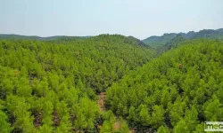 Mersin’de Birbirlerine Komşu İki Ormanlık Talana Açılıyor