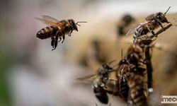 Mevsim Dengesizliği Bal Üretimini Vuruyor... Arılar Tehlikede