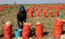 Turfanda Soğan Hasadı Başladı