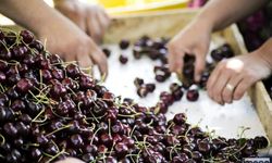 Türkiye, Meyve Üretiminde Dünyada 4'üncü Sırada