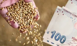 TMO; Buğday, Arpa ve Mısır Fiyatlarına Zam Yaptı!
