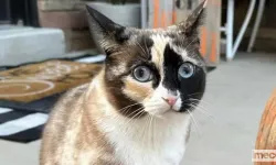 Kargo İade Paketine Giren Kedi Yüzlerce Kilometre Uzağa Uçtu