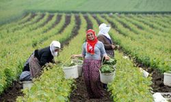 CHP'den Tarım Sektöründe Çalışan Kadınlar İçin Kanun Teklifi