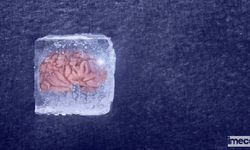 Dondurulmuş İnsan Beyin Dokusu Hayata Döndürüldü