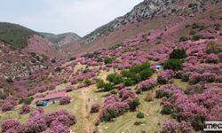 Kozan Dağları Zakkum Çiçekleriyle Pembeye Büründü