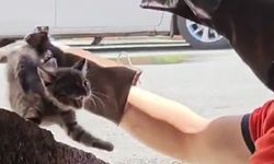 Otomobilden Çıkarılan Kedi itfaiye Aracına Girdi