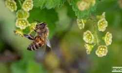 Arı Popülasyonu Azaldı: Polen Taşıyıcıların Varlığı Tehdit Altında