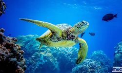Dünya Kaplumbağa Günü: Kaplumbağaların Korunması ve Önemi
