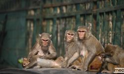 Aşırı Sıcaklar Nedeniyle 138 Maymun Öldü