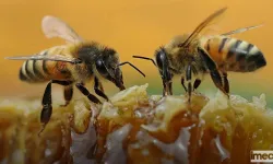 Arıların Ekosisteme Katkıları: Doğanın Sessiz Çalışkanları