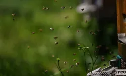 Toz Taşınımı Bal Arılarının Yön Duygularını Olumsuz Etkiledi