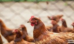 Tavuk Eti Üretimi Nisanda Azaldı