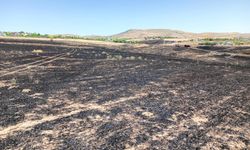 Çöpten Çıkan Yangın 300 Dönümlük Ekili Araziyi Küle Çevirdi