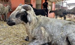 Yangından Etkilenen Hayvanlar Adana'da Bakımevine Alındı