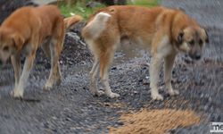 MASAK, Mama Lobisinin İç Yüzünü Deşifre Etti