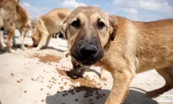 Denge Uyarısı: "Kedi Azalırsa Fareler, Köpek Azalırsa Yabaniler Artar"