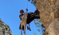 Uçurumda Mahsur Kalan Keçi 5. Günde Kurtarıldı