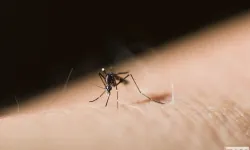 Sivrisinekler Mersin Halkını Canından Bezdirdi