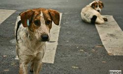 Sokak Köpekleri Teklifi Komisyondan Geçti