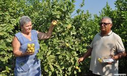 Mersin’de Guava Hasadı Başladı